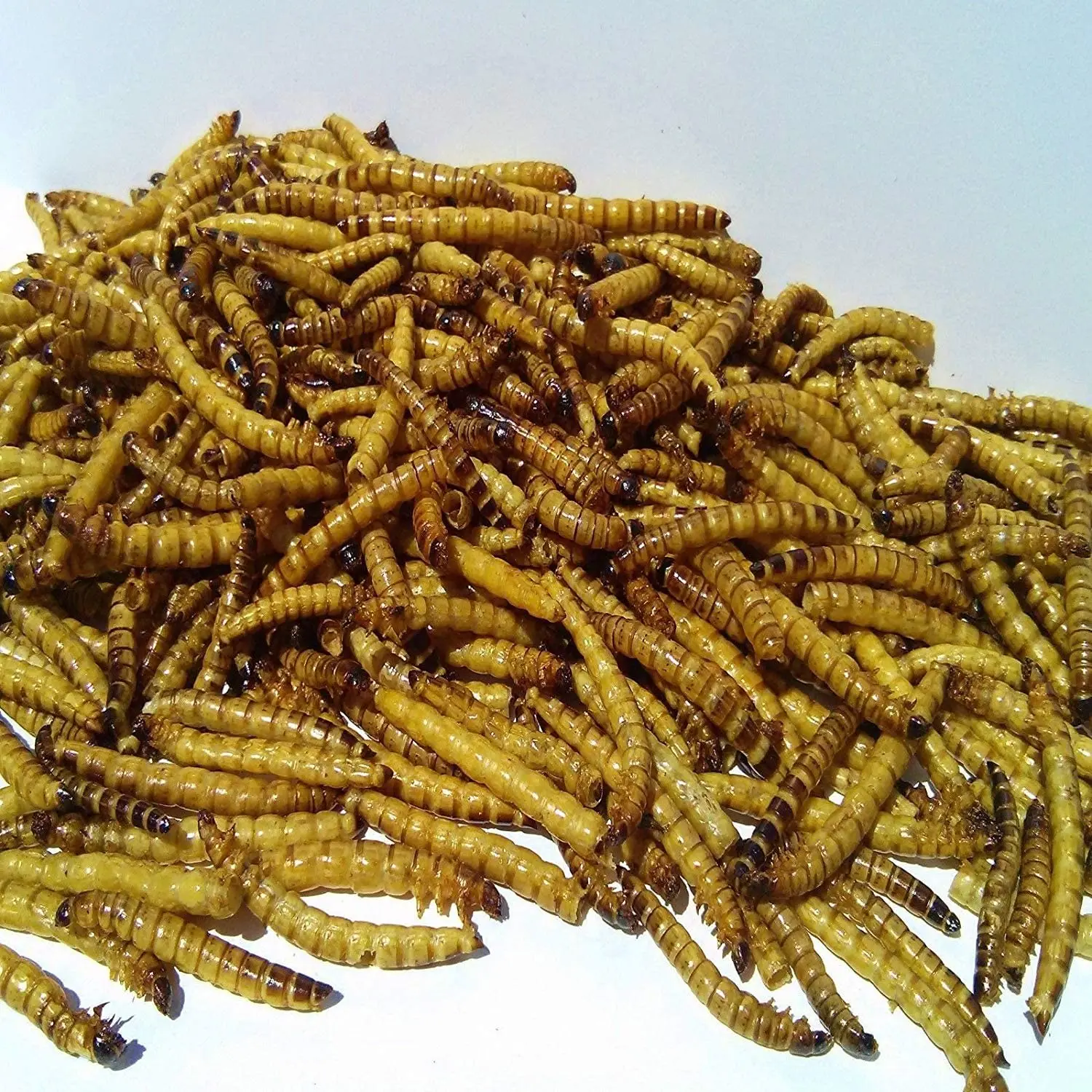 SEDLAV Live Meal Worms