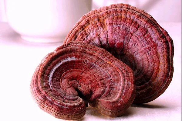 Vietnam Wild Ganoderma Lucidum Reishi Mushroom Dry Lucid Ganoderma For ...