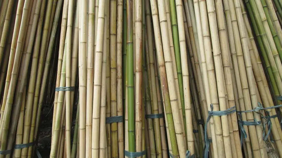 100% Natural Bamboo Pole From Vietnam - Bamboo Raw For Furniture/ Decor ...