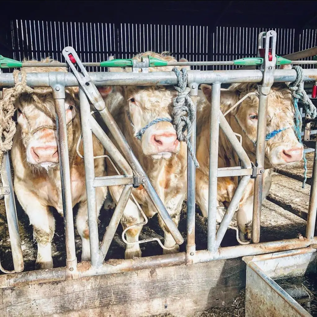 Charolais Bulls Dairy Holstein Heifers And Other Animal Feed Available