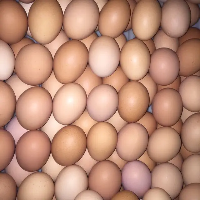Fresh Chicken Table Eggs & Fertilized Hatching Eggs - Buy Fresh Eggs