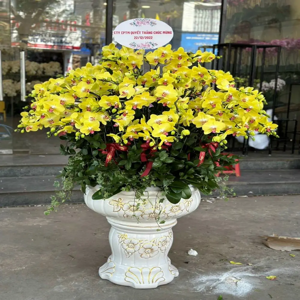 Phalaenopsis Orchid Flowers Professional Team Export For Home Fresh Flower Carton Outside