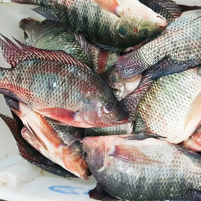 Frozen Seafood Supplier Frozen Black Tilapia Top Quality / Fresh Frozen
