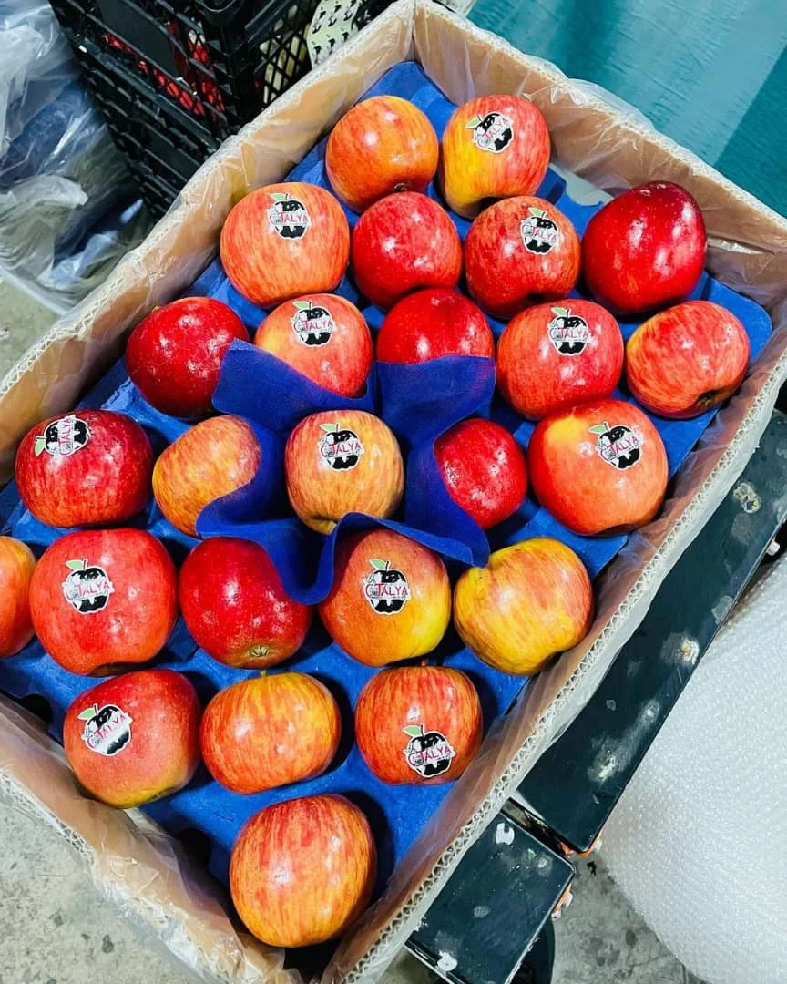 Fresh Red Delicious Apple Fruit Fresh Apple From Buy Fresh Apples