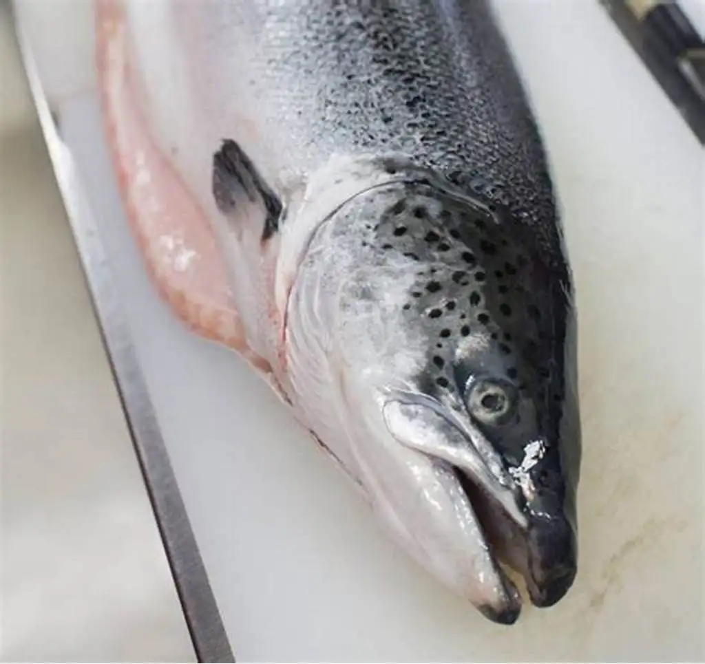 Fresh Salmon Fish Head Frozen Atlantic Buy Frozen Atlantic Salmon