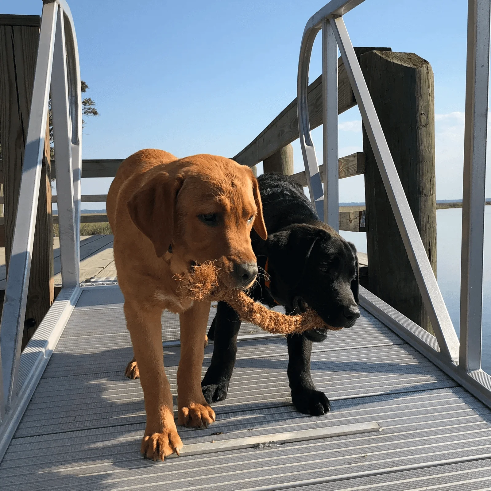 100 Natural Coconut Rope With Coconut Coir Rope Coconut Chew Rope Dog