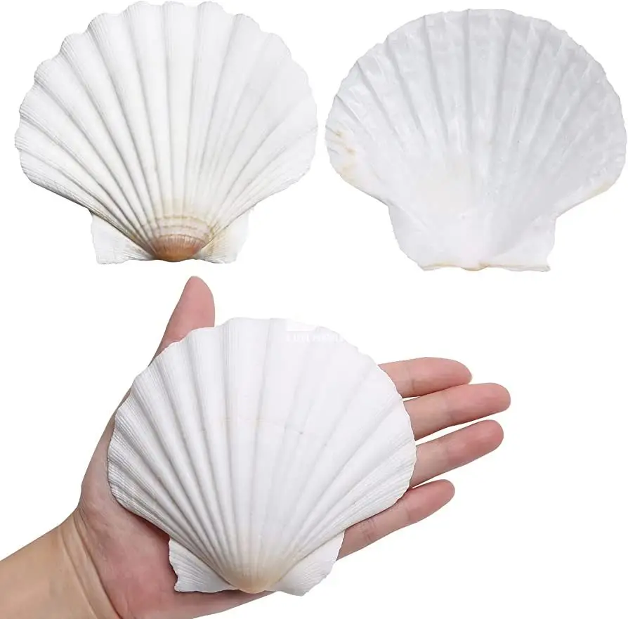 Vietnam Origin Dried Scallop Shell/ Sea Shell For Craft And Home