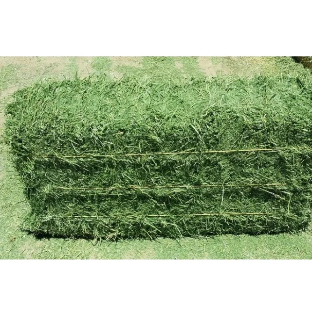 Lucerne Hay Bales And Alfalfa Thailand Alfafa Hay Animal Feeding Stuff