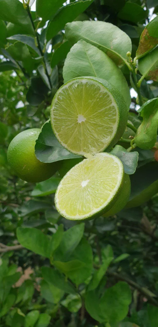 Vietnam Fresh Seedless Lime/ Lemon For High Quality - Ms. Caryln ...