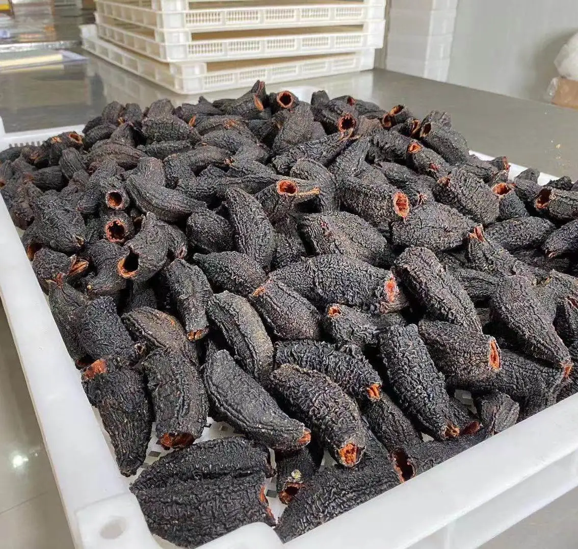 Buy Shop Online Dried Sea Cucumber Golden Holothuria Scabra Dried