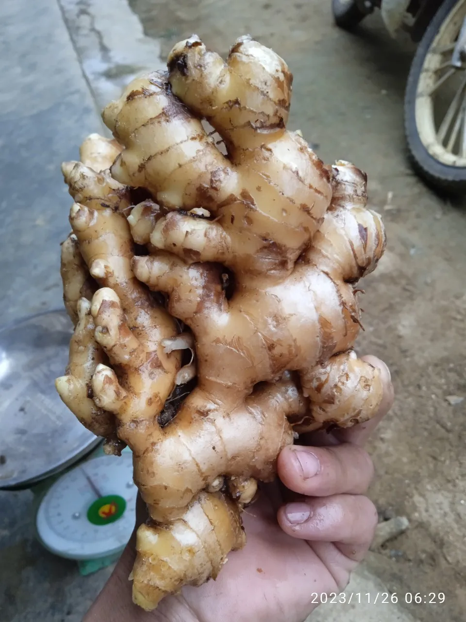 Best Quality Elephant Ginger Fresh Matured Gingers Sample Free Various