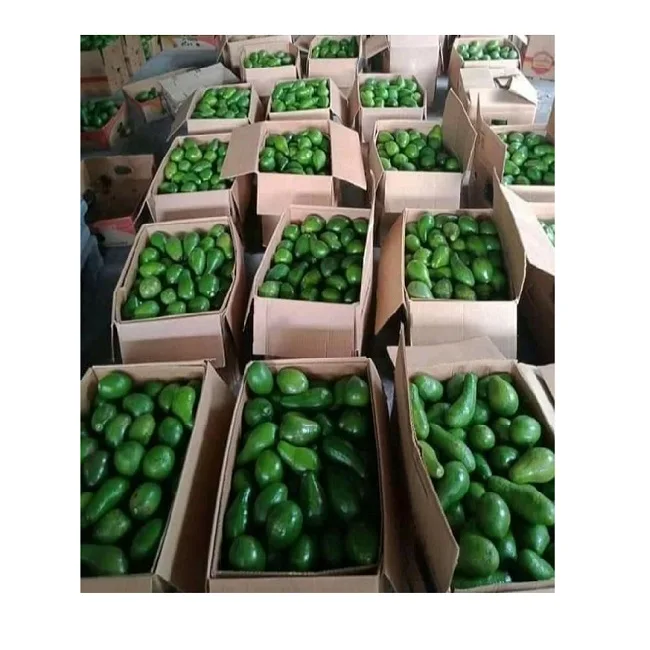 Cheap Fresh Avocado Made In Thailand And Vietnam For Export With The Best Price Standard High