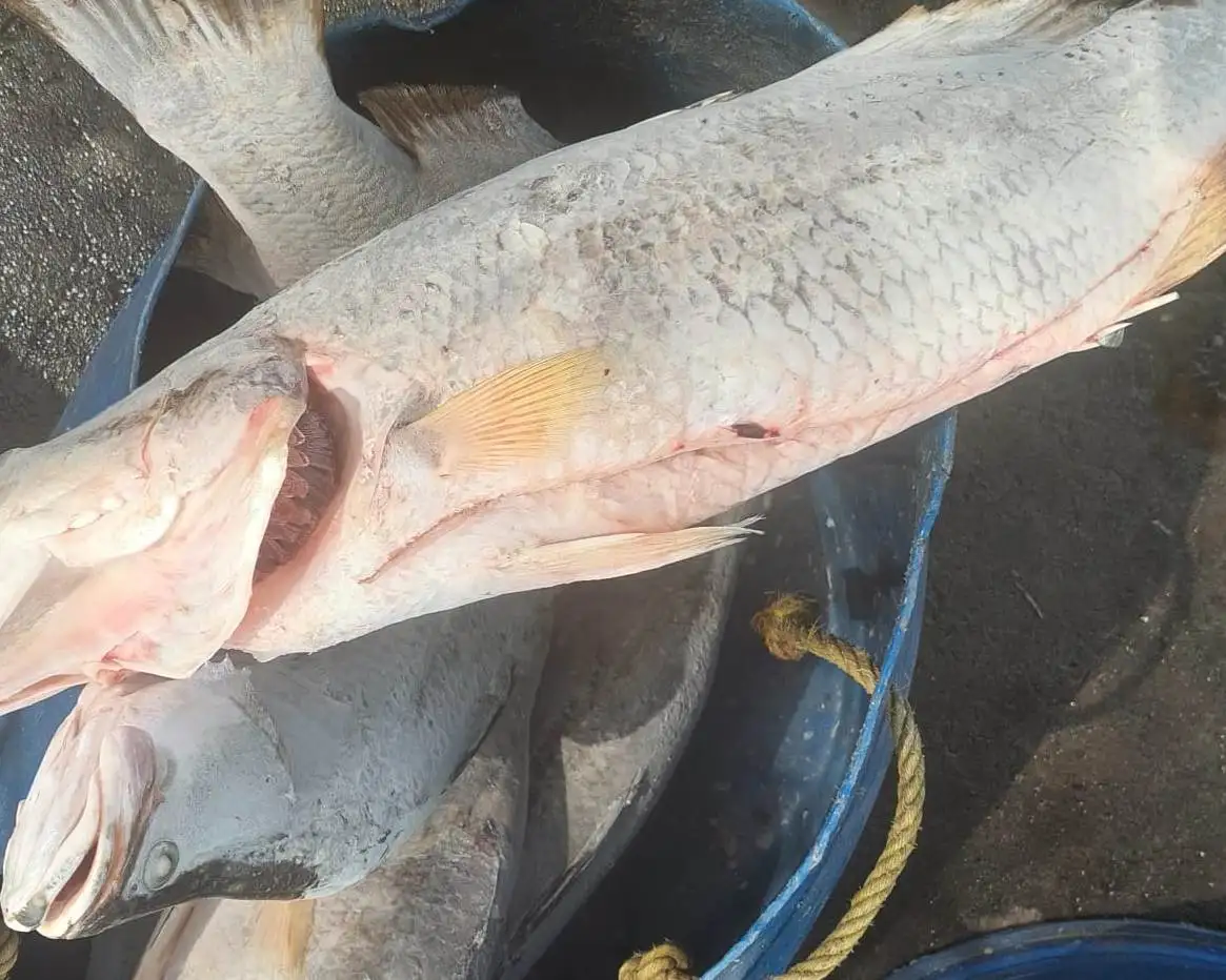 Frozen White Snapper Gutted Top Quality Fish From Indonesian Origin