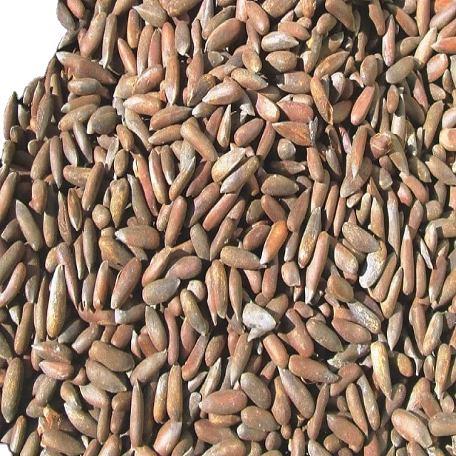 Export Premium Quality Eats Pine Nuts Chilgoza Pine Nuts Without Shell