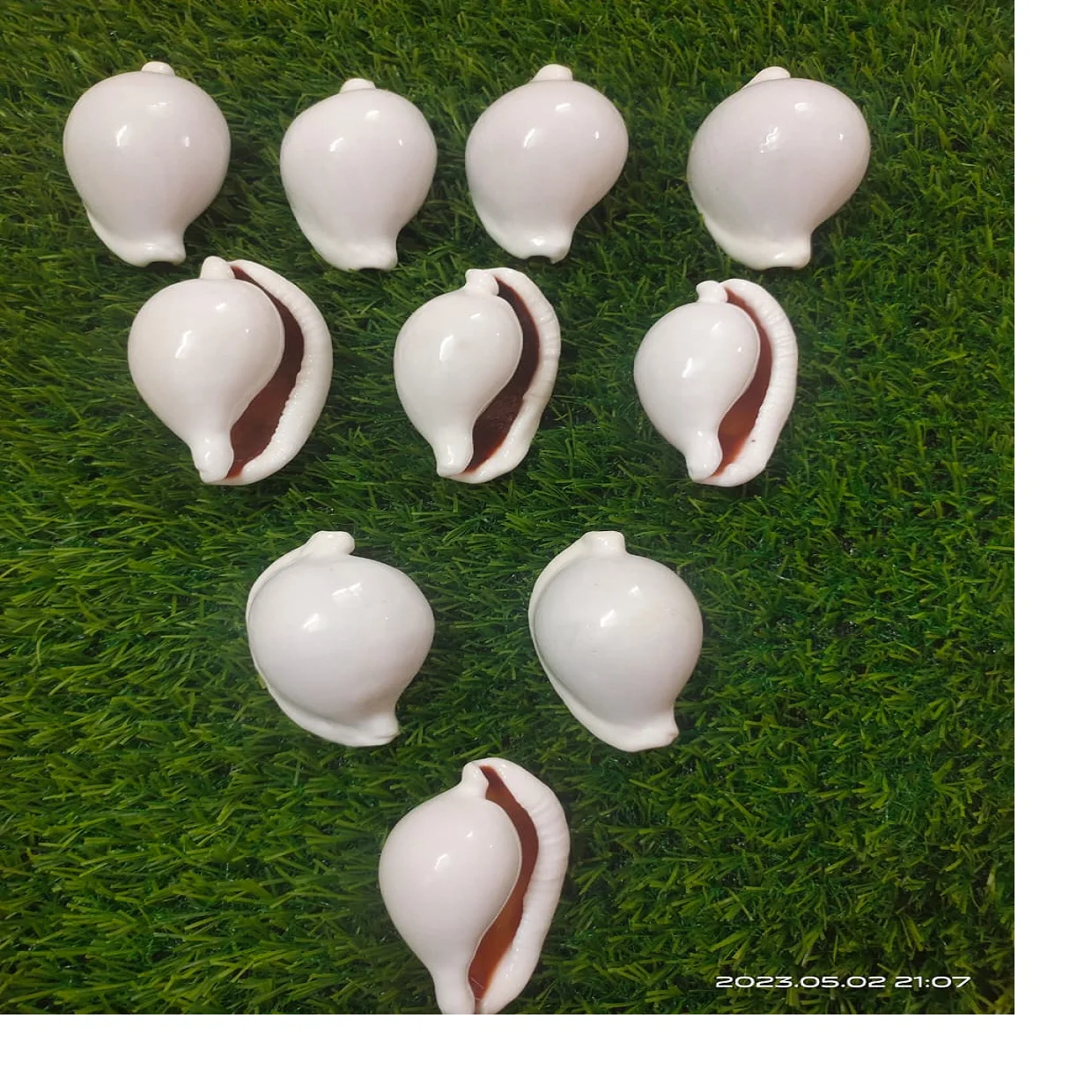 Natural Conch Shells In Size 4 Inches Ideal For Resale By Sea Shell