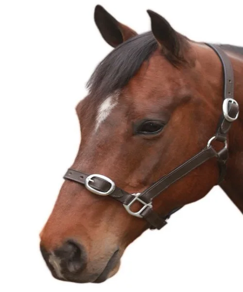 Equestrian Customized Leather Horse Halter Solid Brass Fittings Adjustable Nose Band Horse