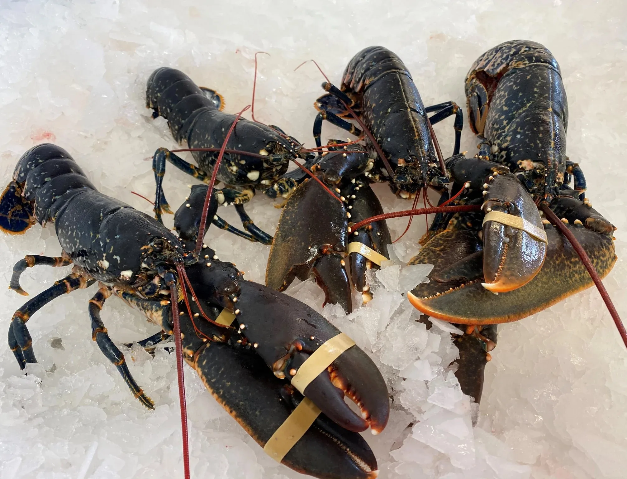 High Quality Fresh Seafood Frozen Lobster Raw Lobsters With Highest