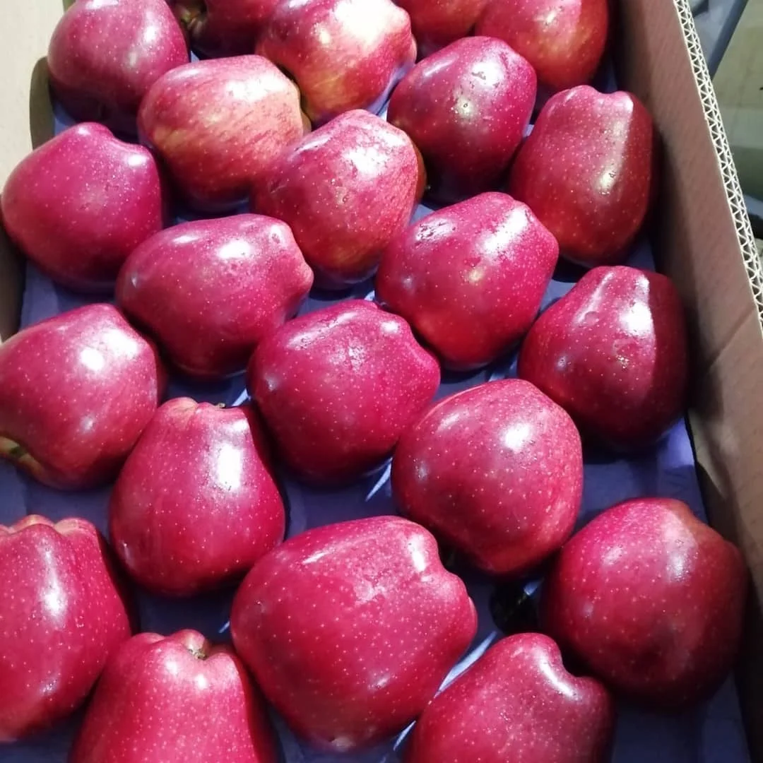 Fresh Royal Gala Apples From Fresh Fruits Farms Buy Fresh Apple Applefresh Fresh Red Fuji 