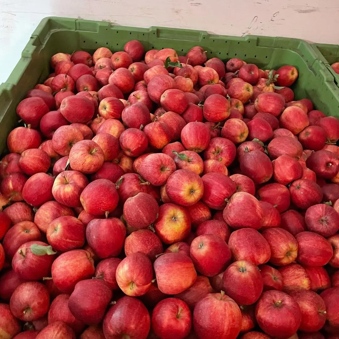 Shandong Yantai Fresh Red Fuji Apples Fruit Buy Hot Sale China Export