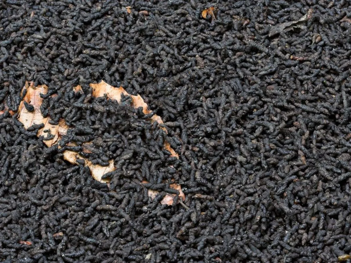 Fertilizer Layer/dry/crushed Bat Guano With Low Price Buy Fertilizer