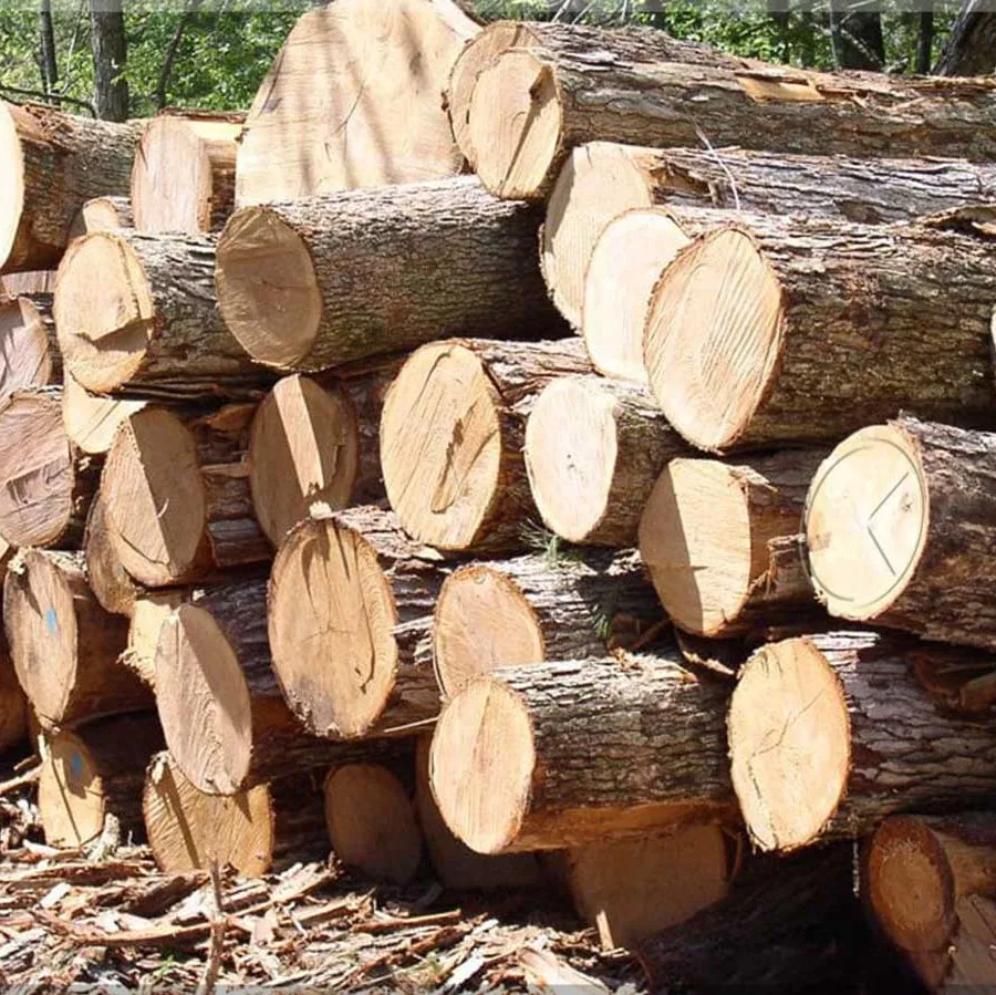 Best Price 100 Raw Pine Wood Logs/timber At Best Price And High