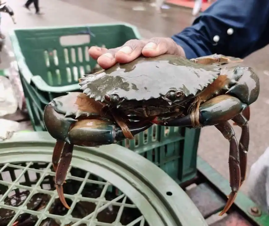 Whole Alaskan King Crab,Alaskan King Crab Legs,Fresh Frozen And Live