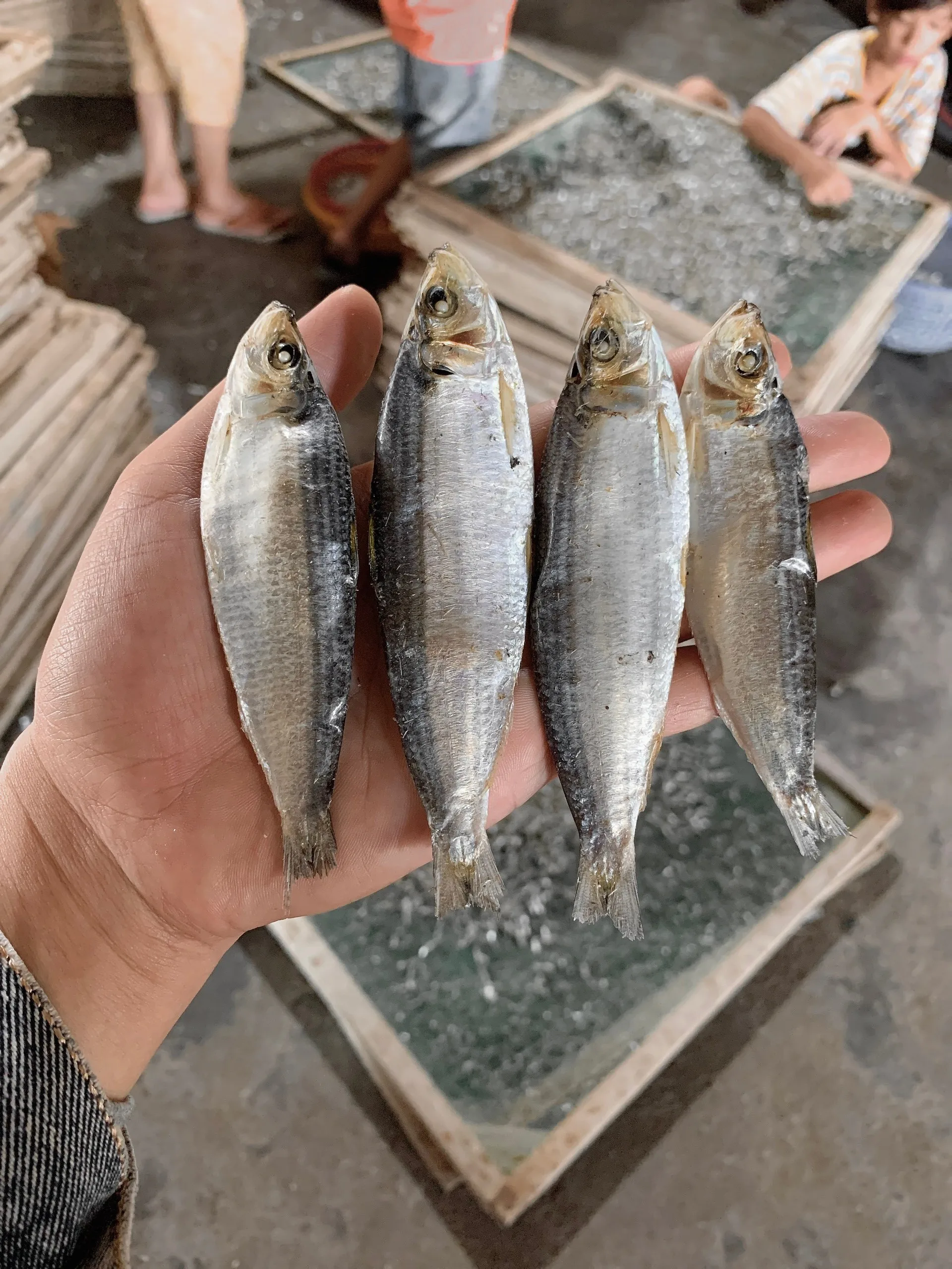 Hot Deal Dried Herring Fish From Vietnam Best Quality Dried Herring