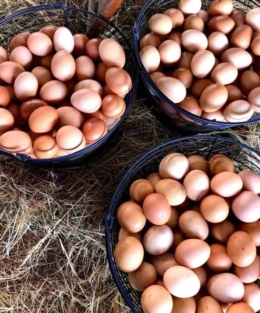Fresh Chicken Table Eggs Brown And White Shell Chicken Eggs For Sale