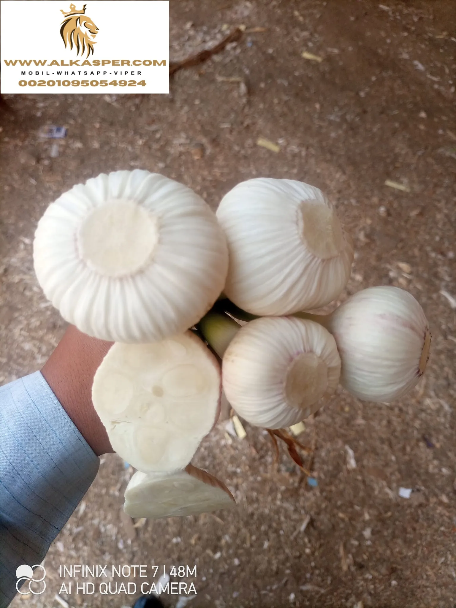 Fresh Garlic New 2024 Garlic Factory Price Of High Quality Wholesale ...