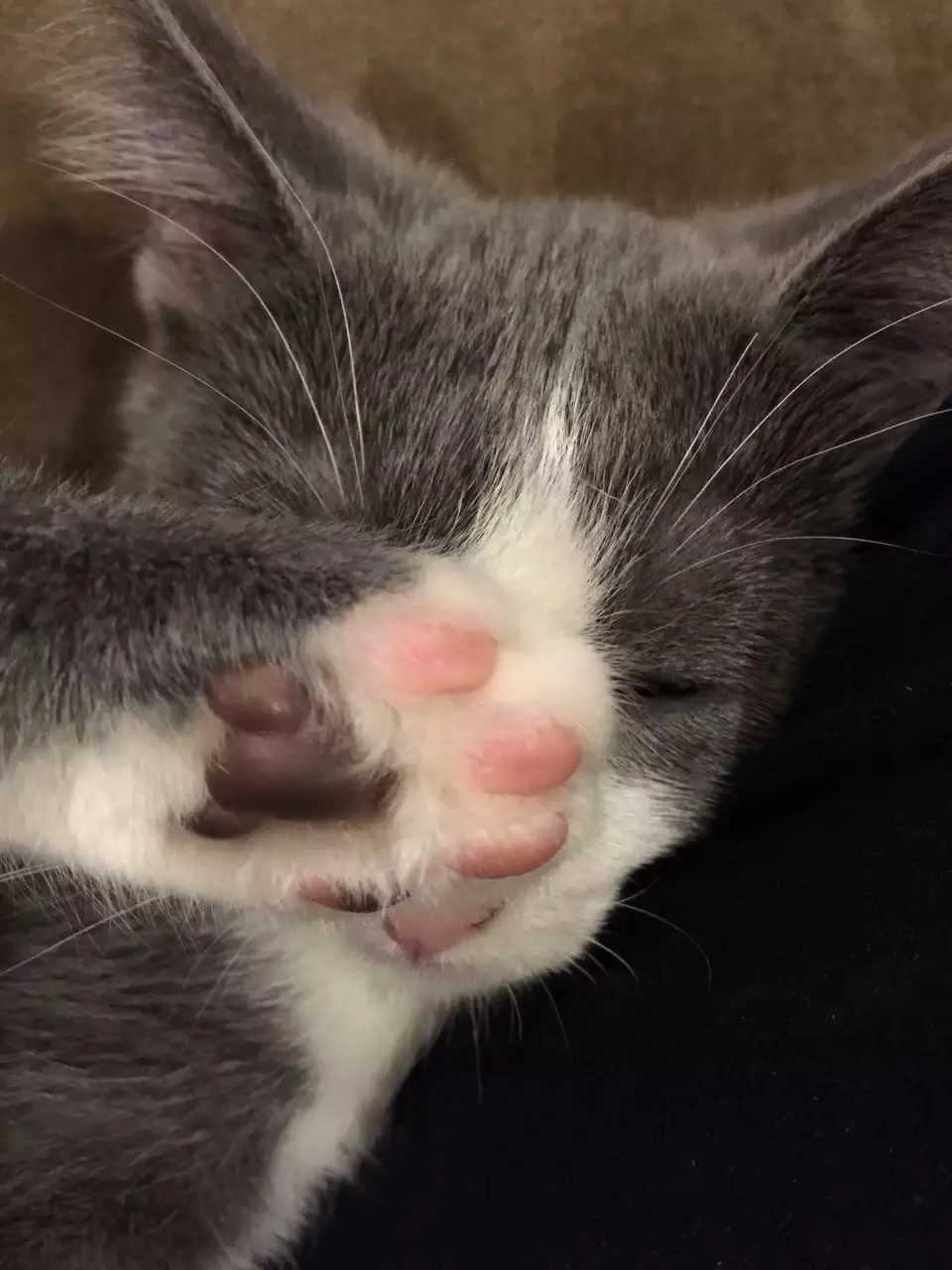 Juliet's tiny paws