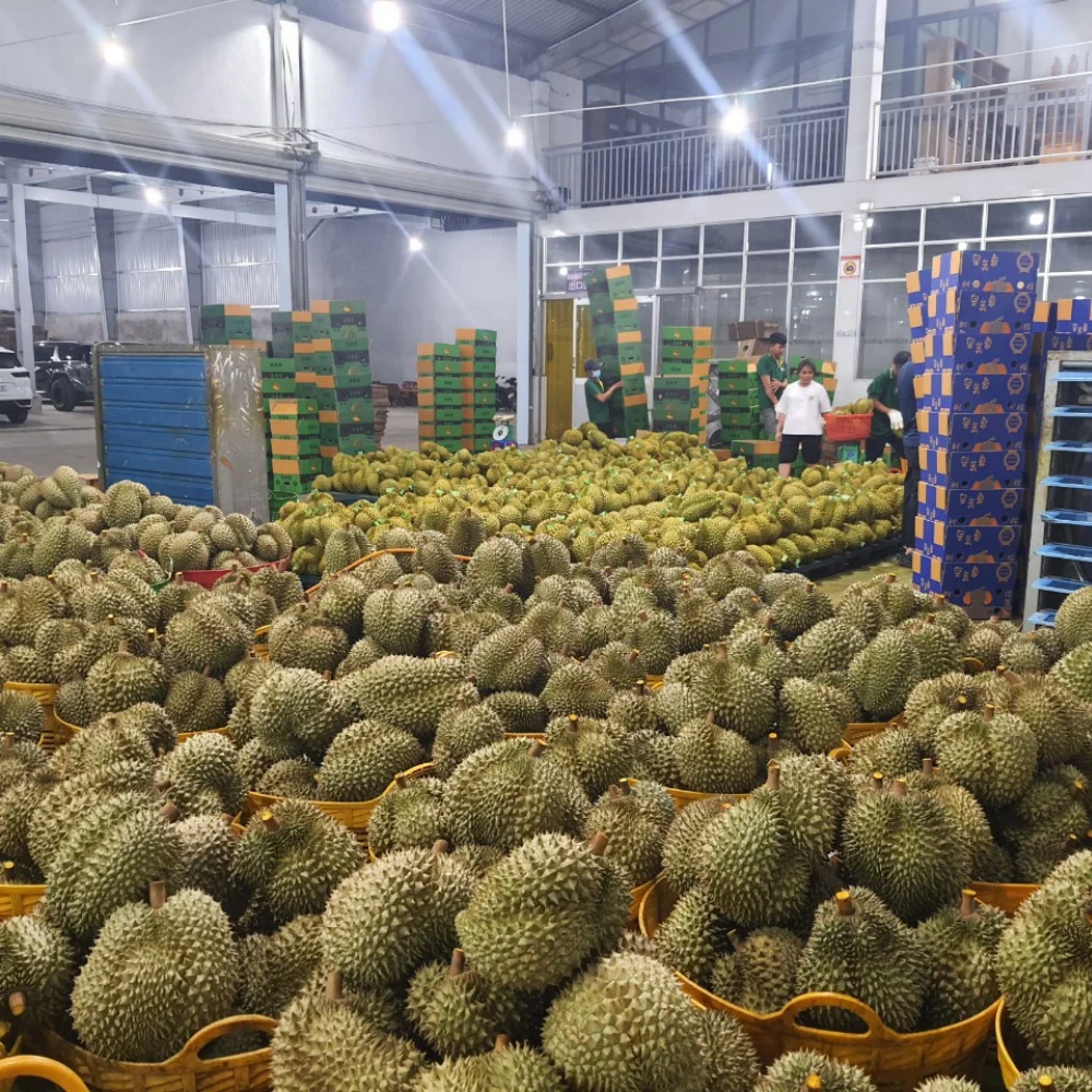Fresh Durians Vietnam New Crop Sweet Taste Year Round Season Hot Sale
