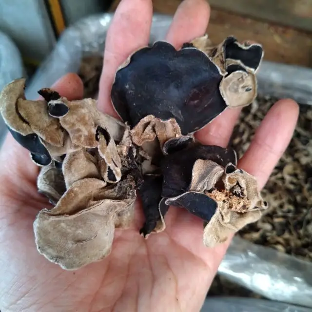 High Quality Organic Dried Shredded Wood Ear Mushroom With Good Price