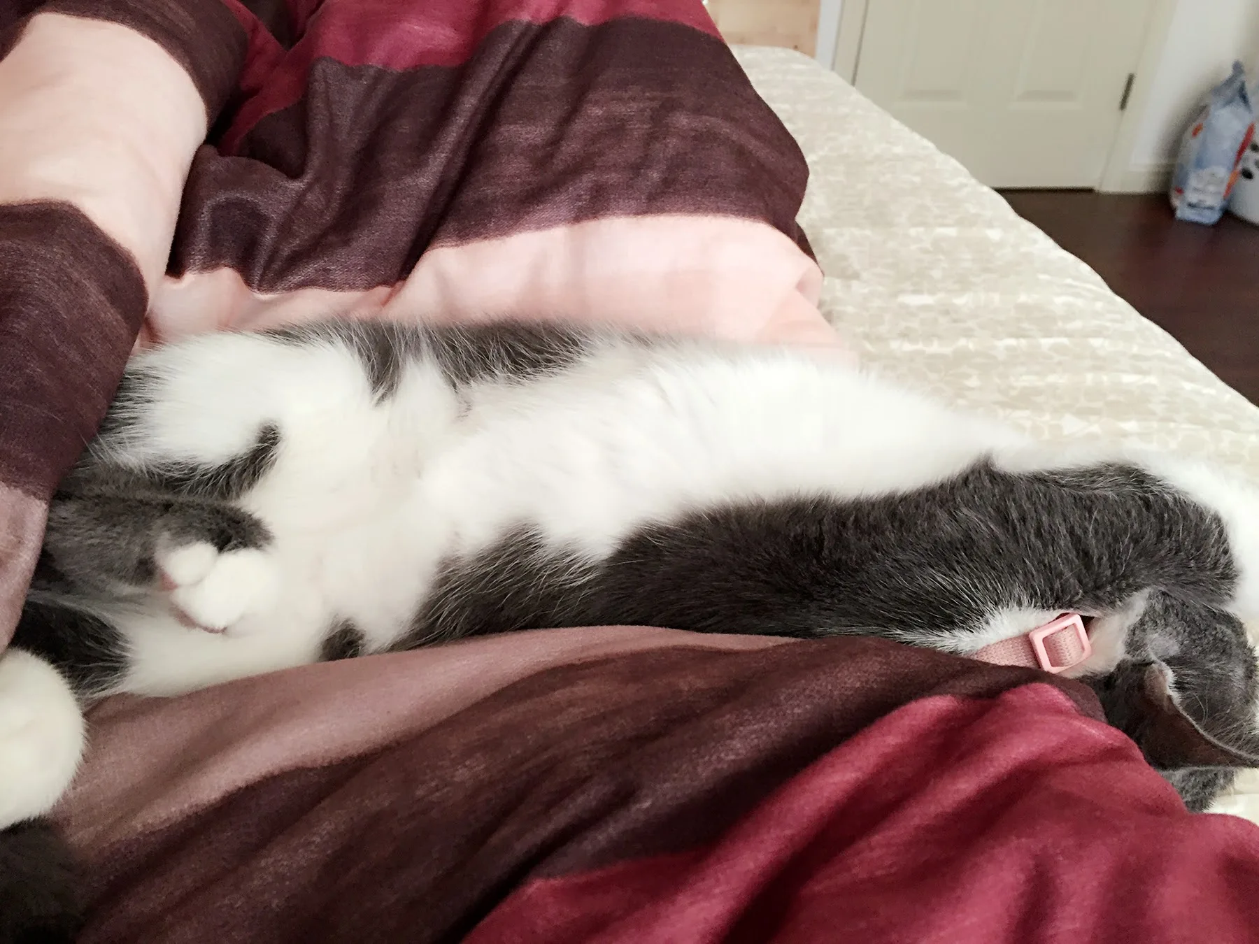 Cuddles on the bed