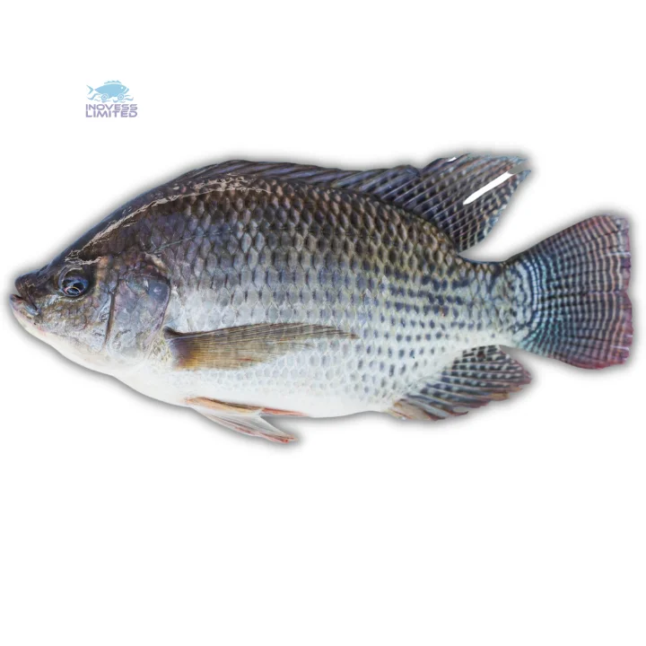 Top Quality Frozen Bulk Tilapia Fish Black Tilapia Whole Round 100/200g