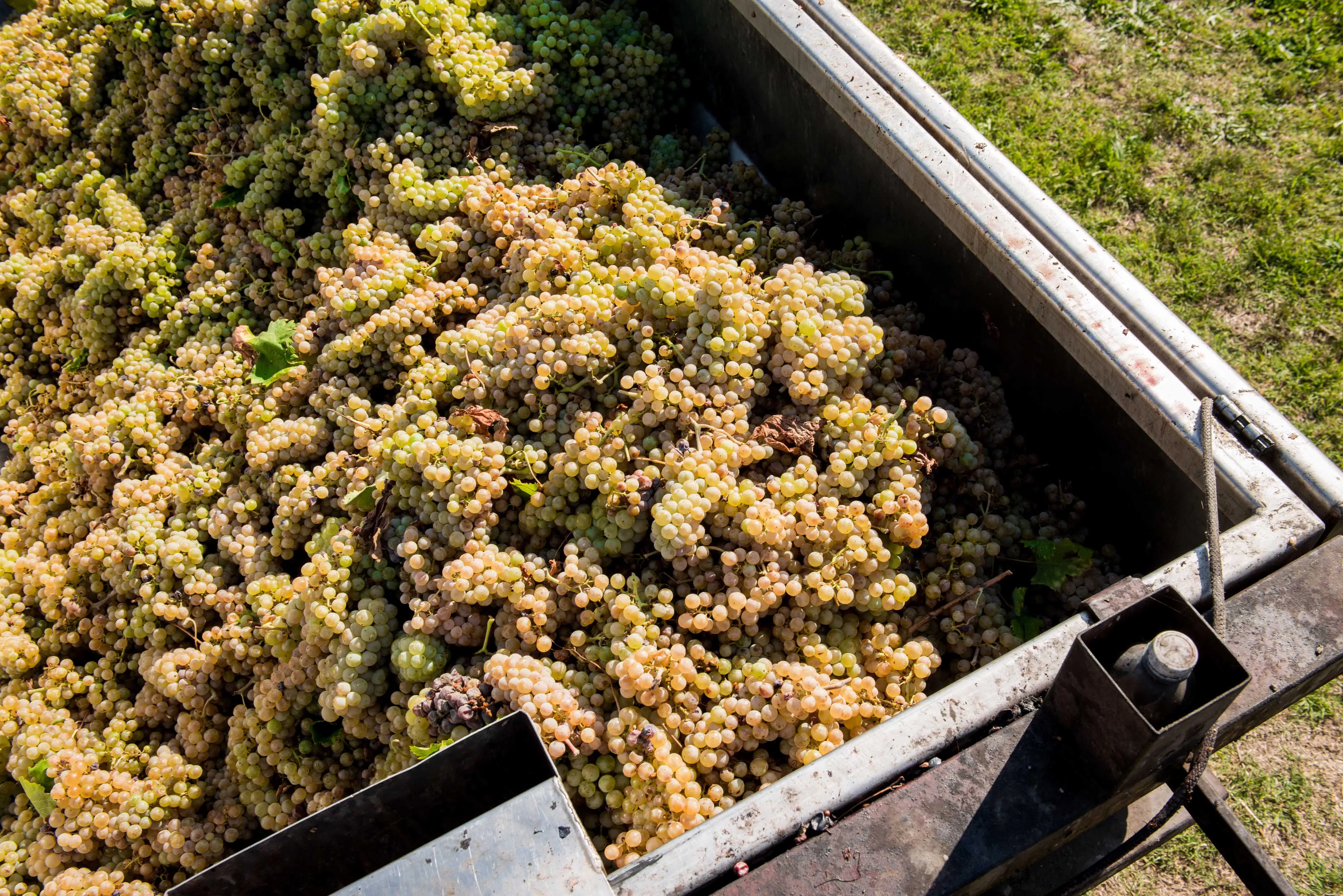 Highest Quality Italian White Condiment 250 Ml Organic/demeter For Sale