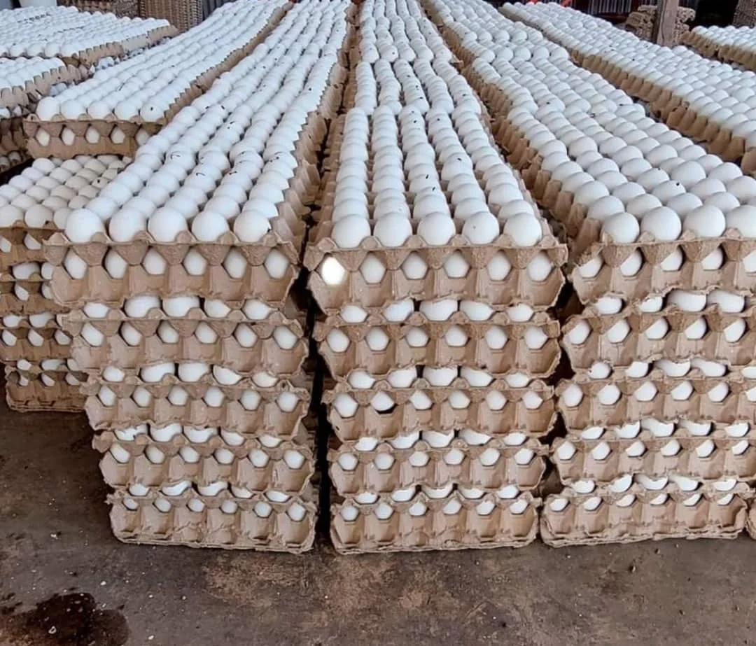 Brown And White Shell Chicken Eggs/fresh Chicken Table Eggs Best