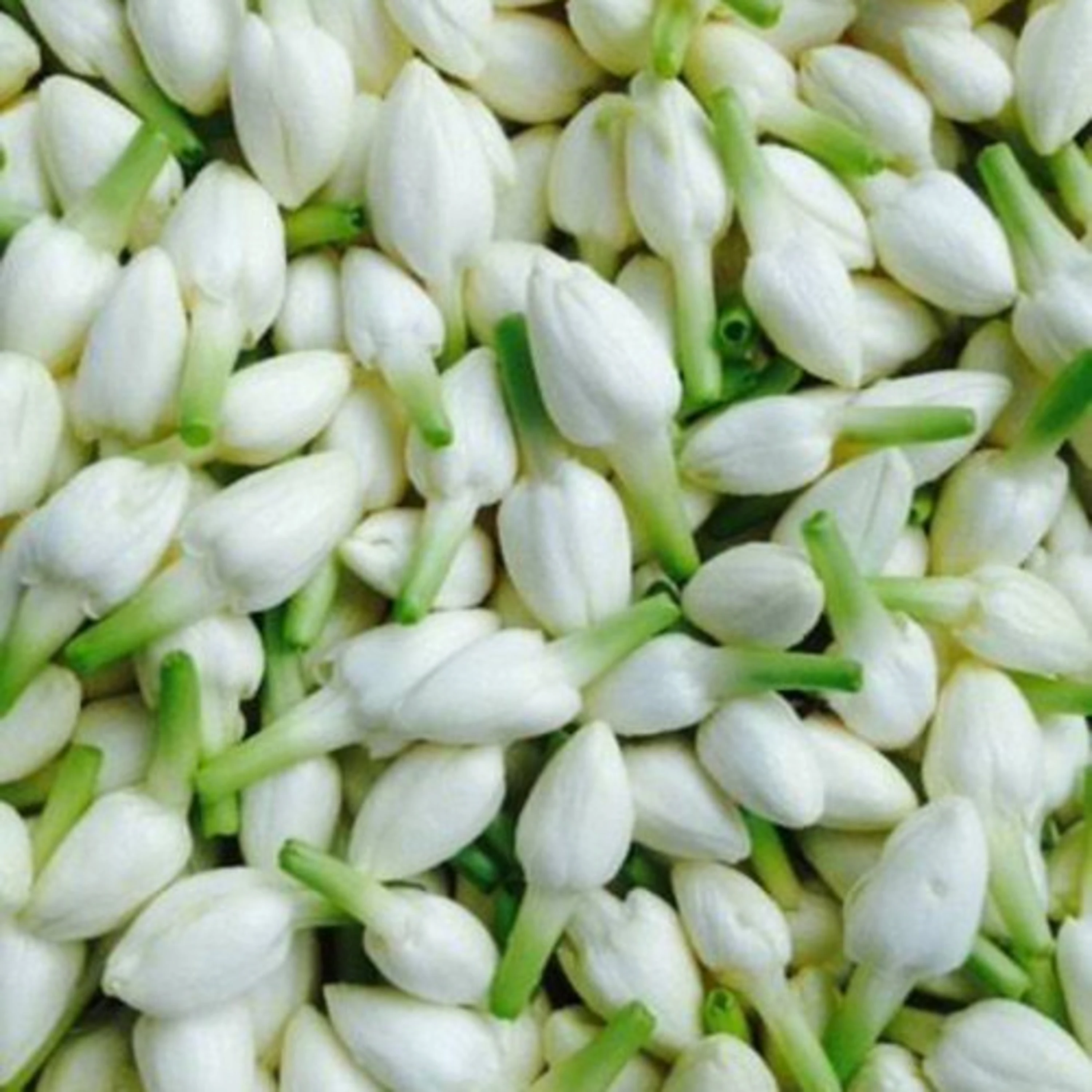 Fresh Jasmine Flowers Buy Jasmine Flower Indian Wedding Decor Jasmine