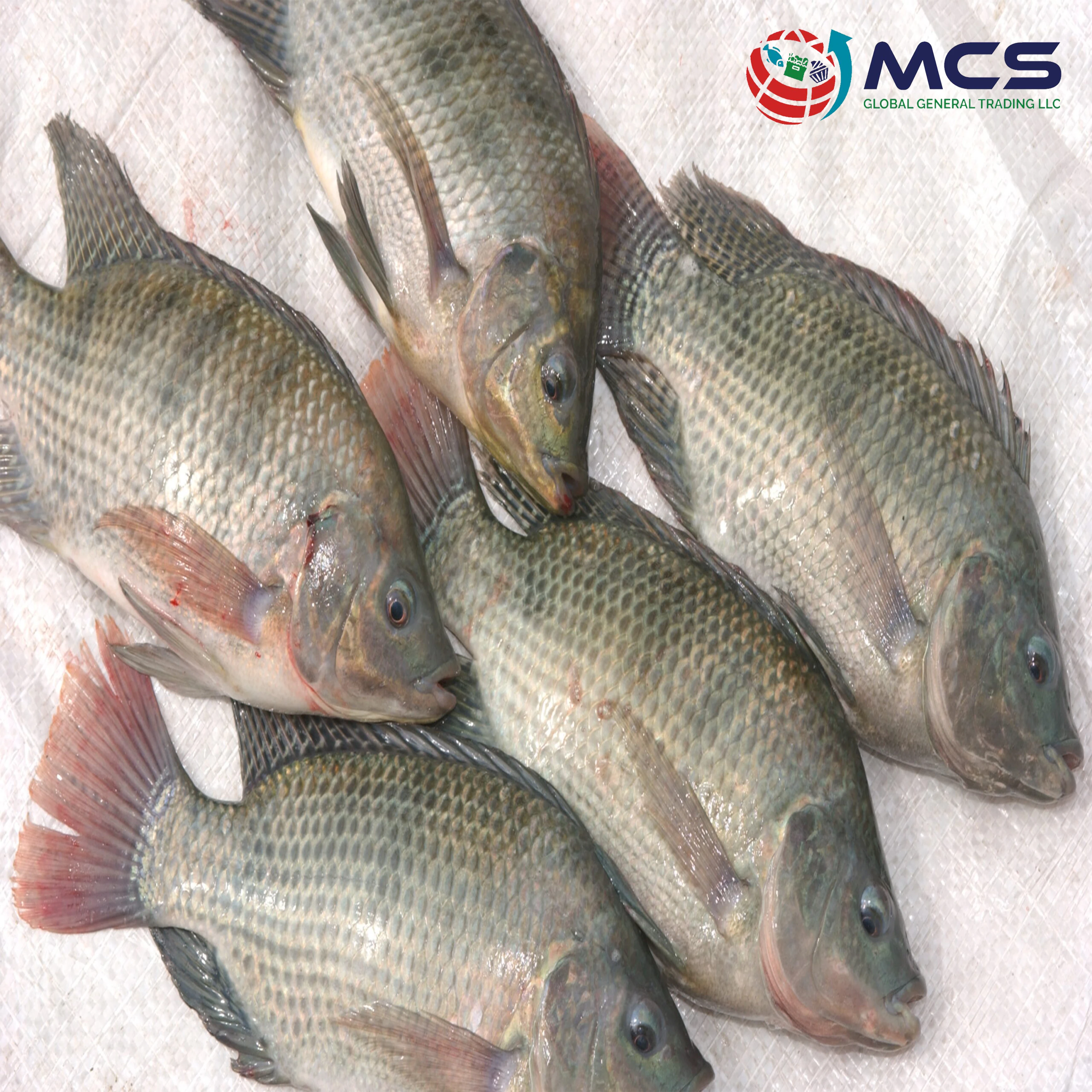 Black Tilapia Producers Frozen Feed Fish Tilapia Iqf Tilapia 200 300g