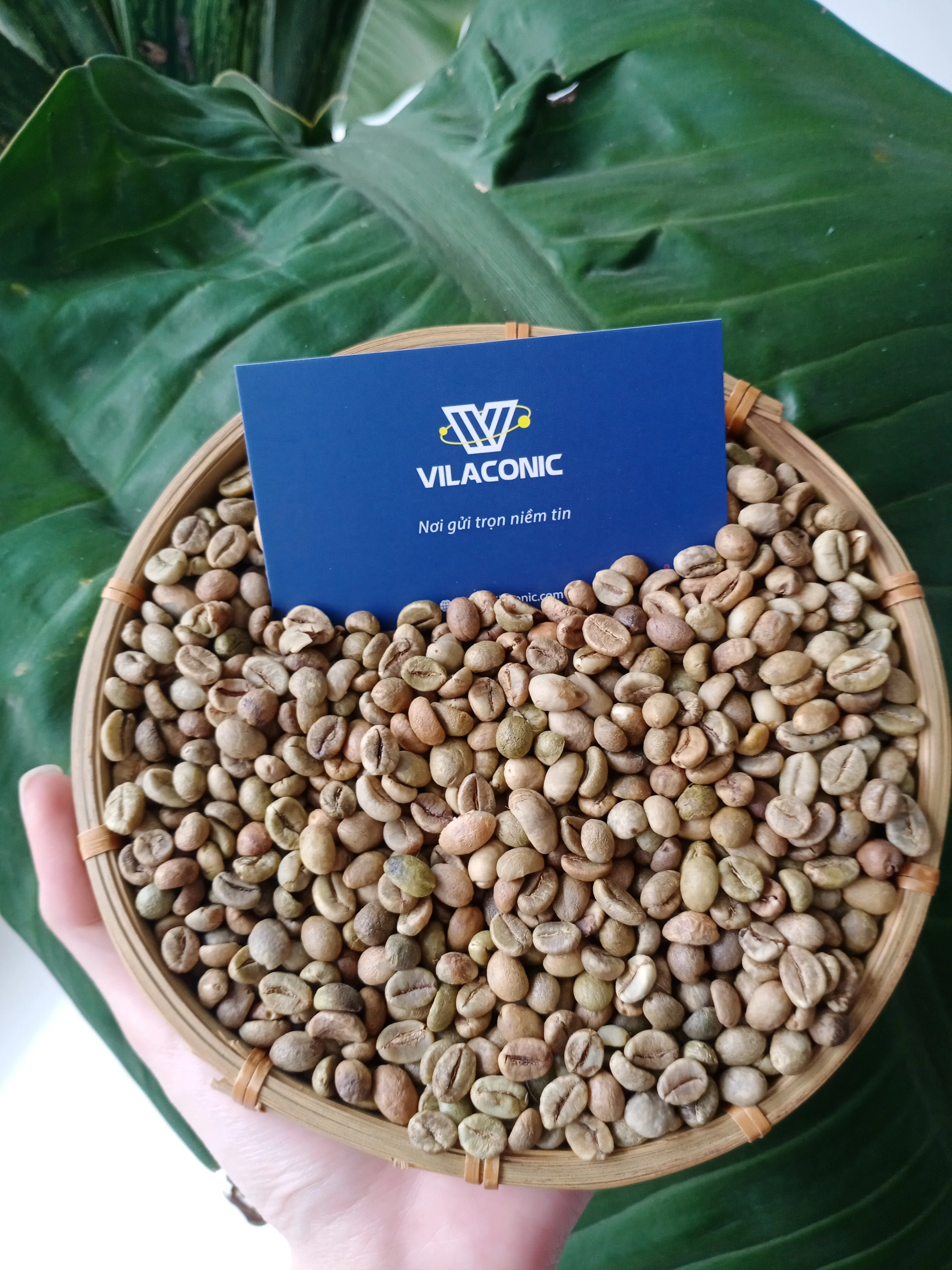 Pure Green Beans Robusta Screen 13/16/18 Wholesale Coffee Beans From