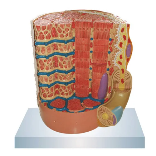 Micro Anatomy Muscle Fiber A Multinucleated Structure Composed