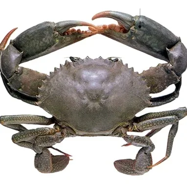 Wholesale Mud Crab Getting The Best Fresh Mud Crab We Have All Over The ...