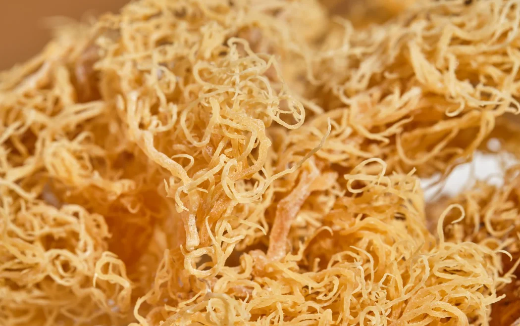 New 2023 Dried Sea Moss With Best Price From In Viet Nam Ms