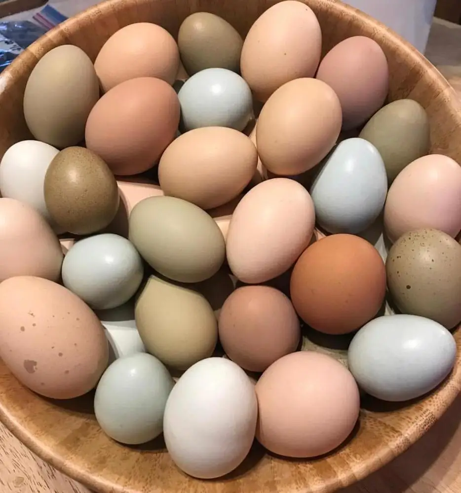 Fresh Chicken Table Eggs & Fertilized Hatching Eggs Buy Fresh Eggs