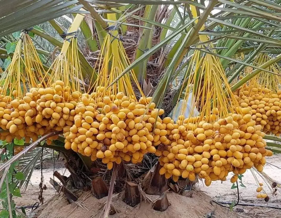 Fresh Desert Dates With A Crop Of 2023,Exported By Egypt Buy Fresh