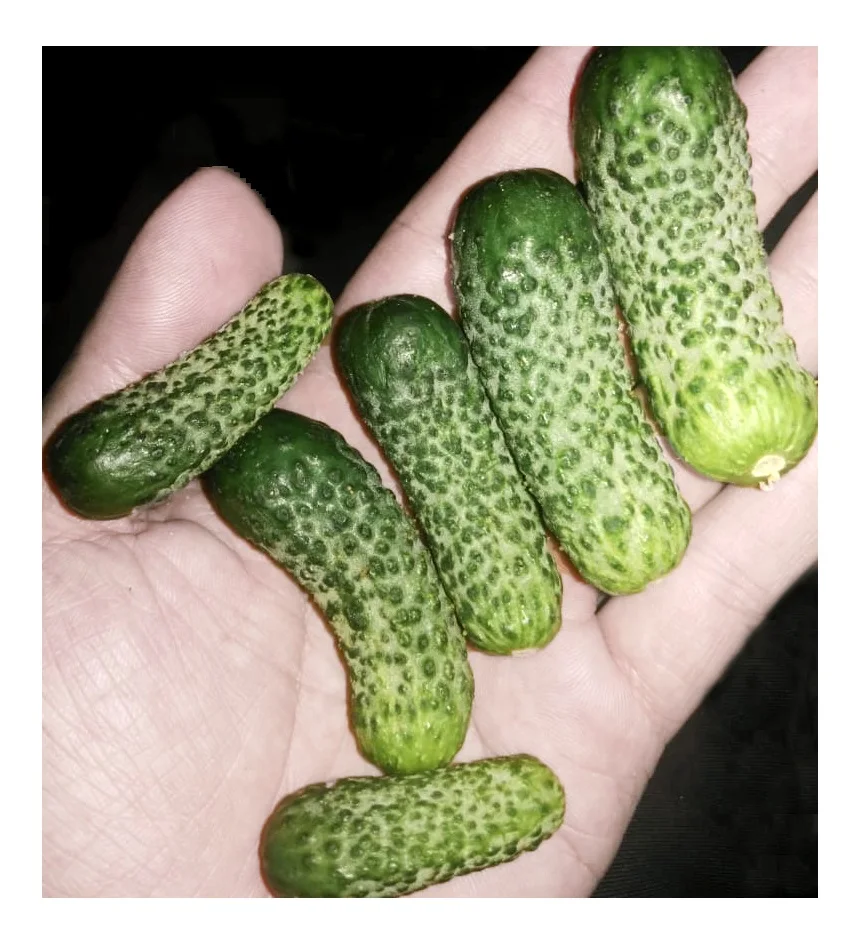 Preserved Canned Cucumber In Vinegar Pickled Gherkins Baby Cucumbers