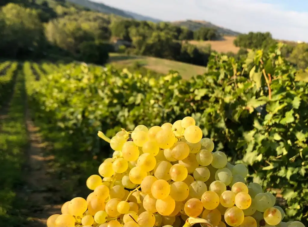 High Italian Quality Bio Natural 75cl Montepulciano Grapes Doc Red Wine