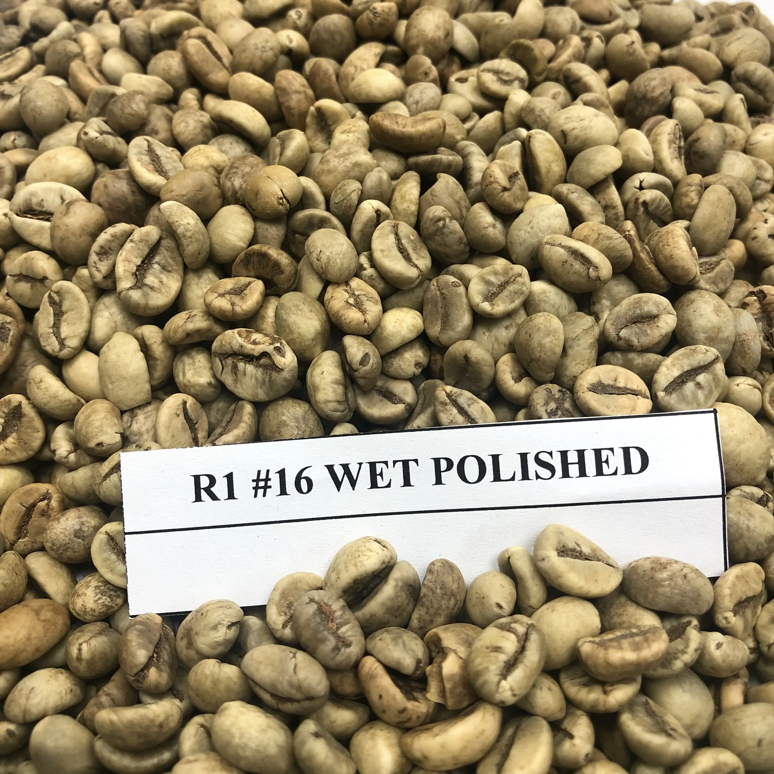 Vietnam Origin Green Robusta Coffee Beans Raw Coffee Bean Max Green