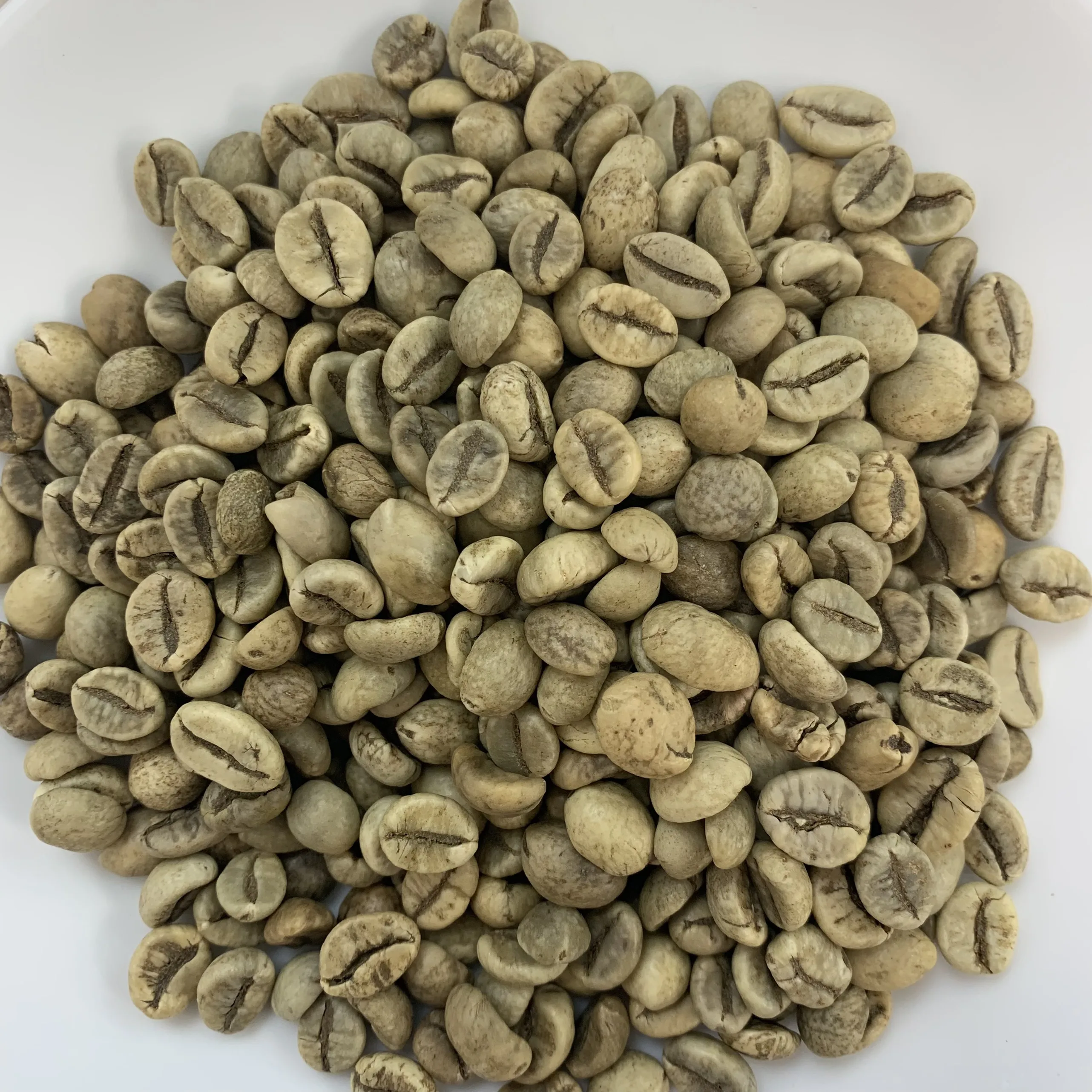 Certified Robusta Green Coffee Beans Normal G1 16 Screen Wholesale With
