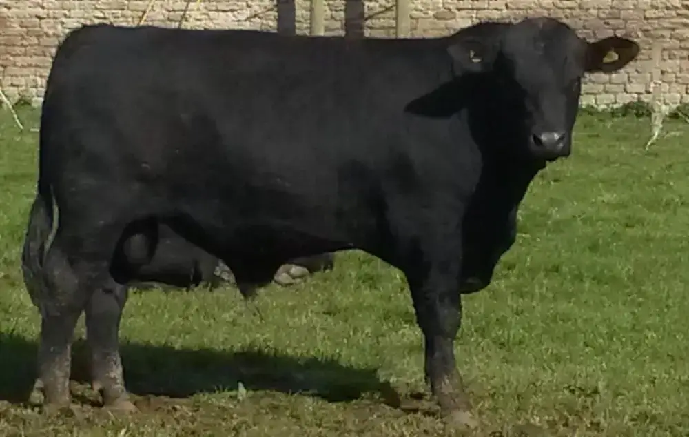 Pregnant Aberdeen Angus Bull Live Cattle And Animal Feed Buy Calf