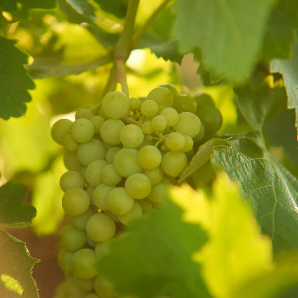 Best Spanish 100 Verdejo Grapes Still Fruity Fresh White Wine 750ml